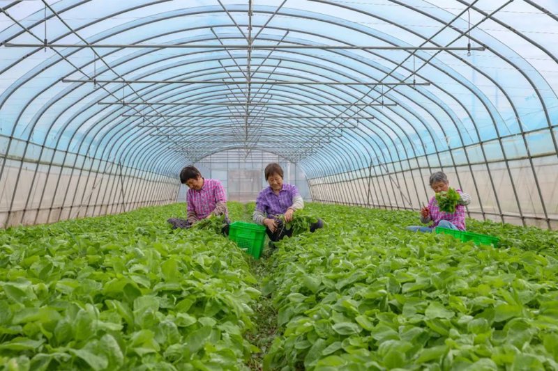 了解如何选择优质的本地水果批发来源，对于确保食品安全和新鲜度至关重要。