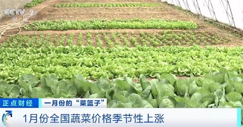 时令蔬菜供应